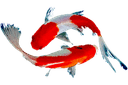 two koi fish